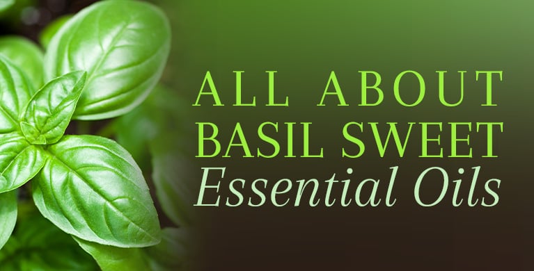 Basil Sweet Oil - Benefits & Uses of Energizing & Stimulating Oil