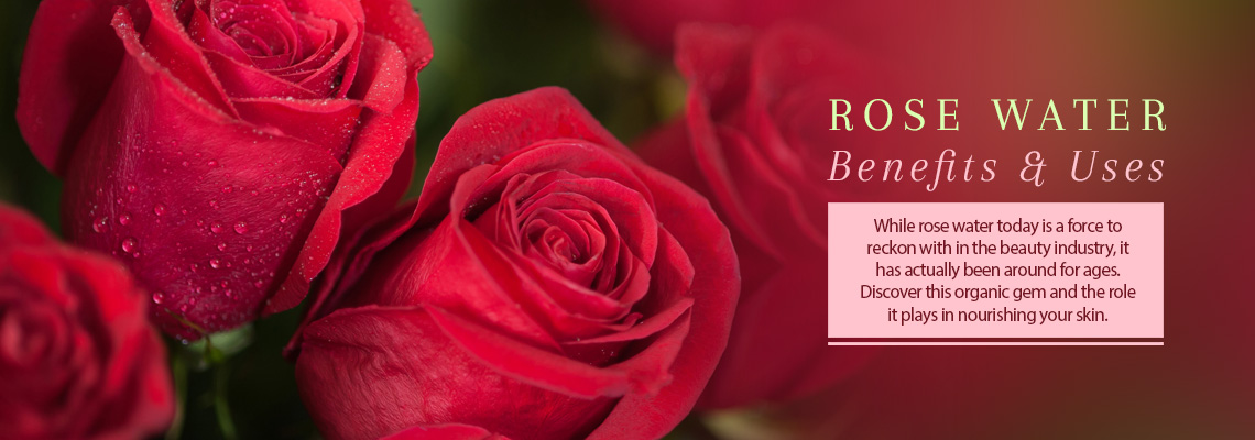 Hybrid Tea Rose: Benefits, Uses, How to Grow and Care Tips