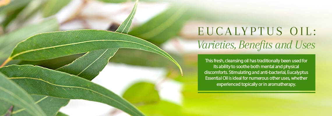 Organic Eucalyptus Dives Essential Oil - Aromatics International