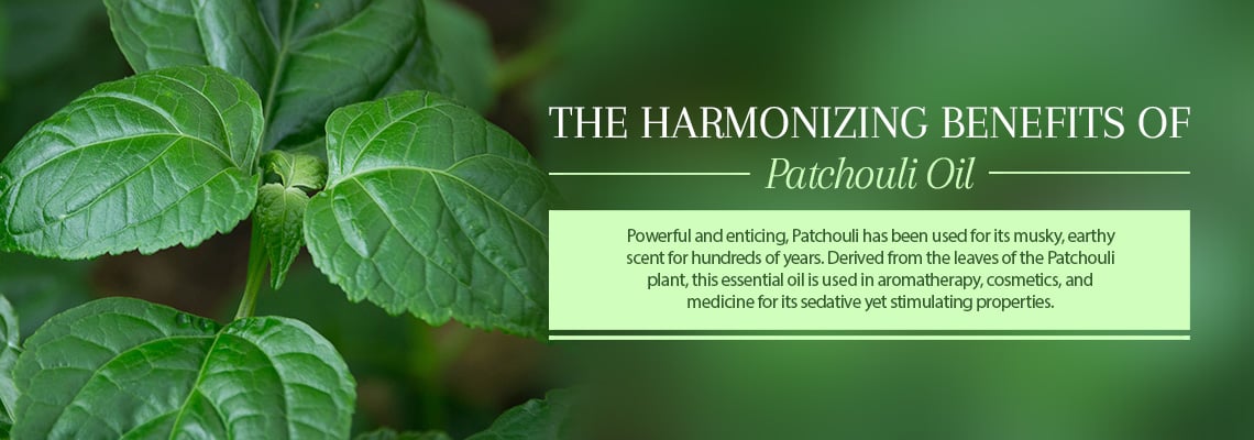 Patchouli Oil - Uses and Benefits of Patchouli Essential Oil