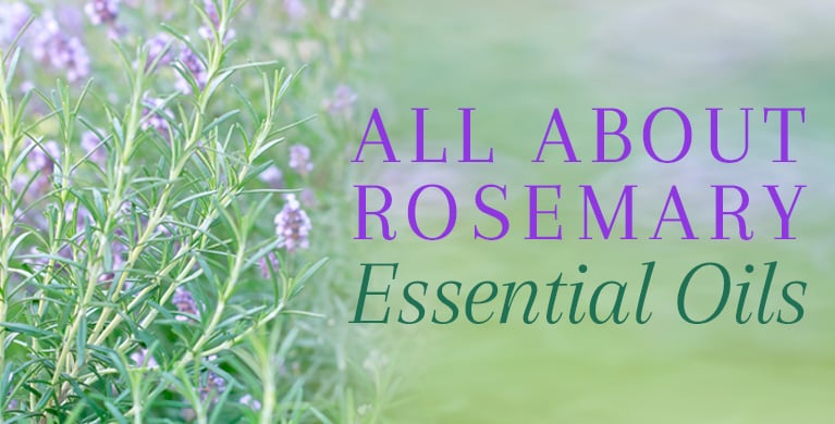 Rosemary  Description, Plant, Spice, Uses, History, & Facts