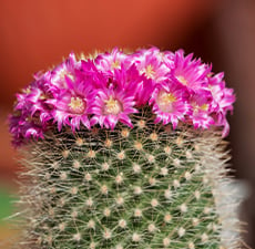 Baja Cactus Blossom Fragrance Oil