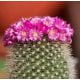 Baja Cactus Blossom Fragrance Oil